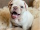 Magnifique bulldogs fran&ccedil;ais en adoption