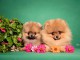 Spitz de Pom&eacute;ranie chiots