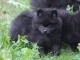Chiot femelle loulou de Pomeranie &agrave; donner
