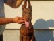 Dobermann chiot a vendre