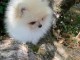 Superbes chiots spitz &agrave; adopter