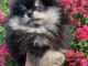 Superbes chiots spitz &agrave; adopter