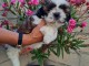 Chiots Shih Tzu &agrave; adopter