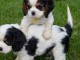chiots cavalier king charles disponibles &agrave; adopter
