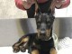 Dobermann chiots &agrave; vendre