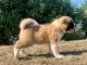 Chiots Akita &agrave; adopter