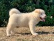 Chiots Akita &agrave; adopter