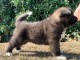 Chiots Akita &agrave; adopter