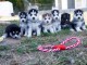 Magnifiques chiots sib&eacute;riens husky disponibles &agrave; adopter