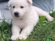 Chiots Berger Blanc Suisse &agrave; adopter