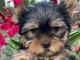 &agrave; donner Magnifiques Chiot yorkshire terrier