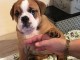 Bouledogue anglais &agrave; adopter