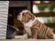 3 chiots bulldog anglais disponible
