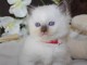 Chatons ragdoll disponible &agrave; donner