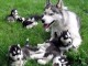 Magnifiques chiots husky sib&eacute;rien disponible de suite