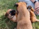 Chiots Berger Malinois