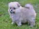 Spitz de Pom&eacute;ranie chiots