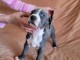 Pit Bull Terrier Am&eacute;ricain chiots
