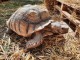 Tortue Sillonn&eacute;e "Sulcata"