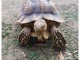 A donner Tortue Sillonn&eacute;e "Sulcata"