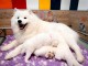 Chiots Samoy&egrave;de Adoption