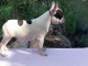 Bulldog fran&ccedil;ais chiots
