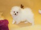 Jolie spitz nain pom&eacute;ranien m&acirc;le et femelle de 3 mois