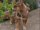La&iuml;ka de Sib&eacute;rie occidentale chiots