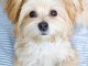 Cherche Morkie (crois&eacute; bichon et yorkshire)