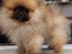 Spitz de Pom&eacute;ranie chiots