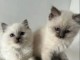 Chatons ragdoll a donner 