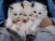 Chatons ragdoll a donner 