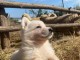 Berger Blanc Suisse chiots