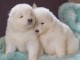 Magnifique chiots samoy&egrave;de