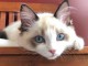 Chatons ragdoll a donner 