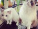 Chatons ragdoll a donner 