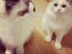 Chatons ragdoll a donner 