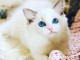 Chatons ragdoll a donner 