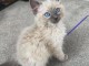Chatons ragdoll a donner 
