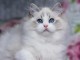 Chatons ragdoll a donner 