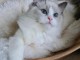 Chatons ragdoll a donner 
