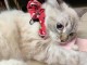 Chatons ragdoll a donner 