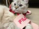Chatons ragdoll a donner 