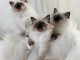 Chatons ragdoll a donner 