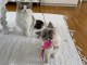 Chatons ragdoll a donner 