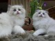 Chatons ragdoll a donner 