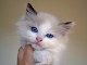 Chatons ragdoll a donner 