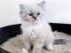 Chatons ragdoll a donner 
