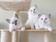 Chatons ragdoll a donner 
