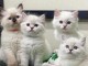 Chatons ragdoll a donner 